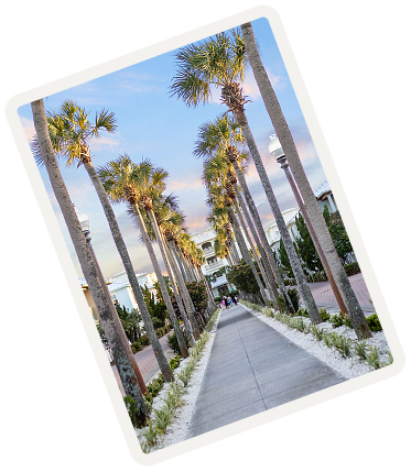 palm-lined pedestrian walkway